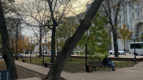 Опасное дерево уберут из Петровского сквера в Воронеже