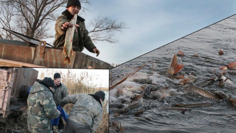В Терновском районе рыбаки «защучили» пруд
