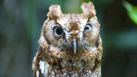 Воронежский зоопарк перейдет на зимний режим работы 1 октября