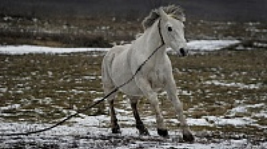 Двадцатилетняя кобыла Майка переженила часть Нижнедевицкого района