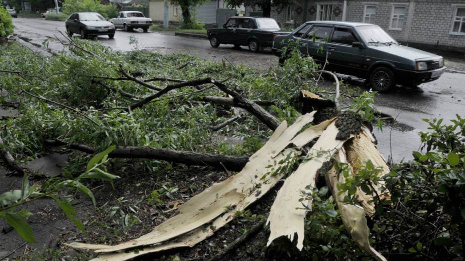 Воронежские спасатели получили 122 заявки об упавших деревьях за 3 дня