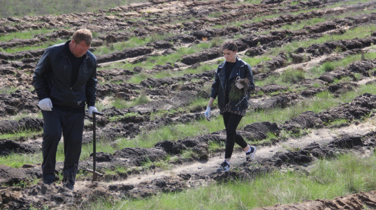 В подгоренском хуторе Суд-Николаевка и в райцентре высадили 700 сосен