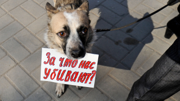 Воронежский приют для бездомных животных спроектируют в 2017 году