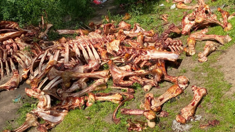 Груду костей животных обнаружила жительница Воронежа в Подгорном