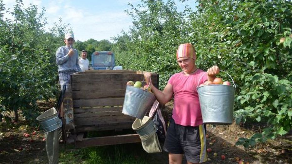 Студенты со всей России помогут острогожским аграриям убрать урожай 