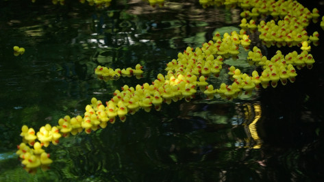 Tele2 и фонд «Навстречу переменам» провели гонку резиновых утят в Москве