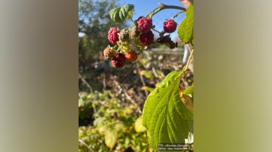 В Воронеже в начале октября начала плодоносить малина