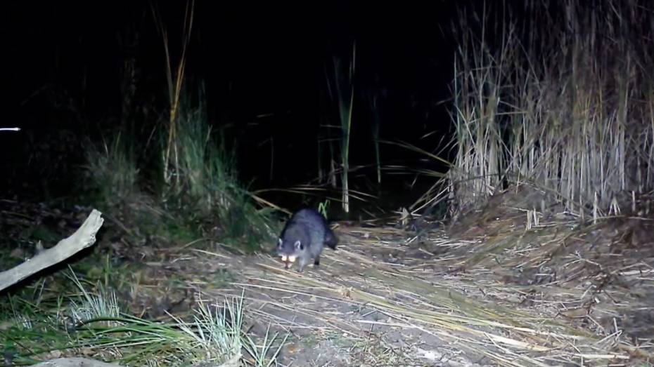 В Хоперском заповеднике Воронежской области поселился енот-полоскун: видео