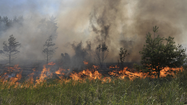 Сильный ветер раздул пожар на окраине райцентра Воронежской области
