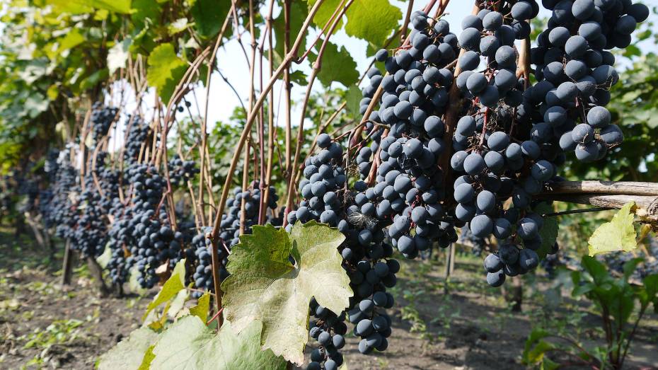 До 1,5 тонн винограда запланировали собрать в Верхнемамонском районе Воронежской области
