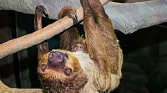 Завтра в Воронеже отметят День рождения ленивца