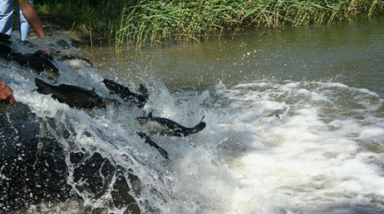 Нижнедевицкие рыболовы гарантировали себе хорошие уловы