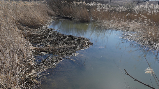 Труп 68-летней пенсионерки нашли в реке в Калаче Воронежской области