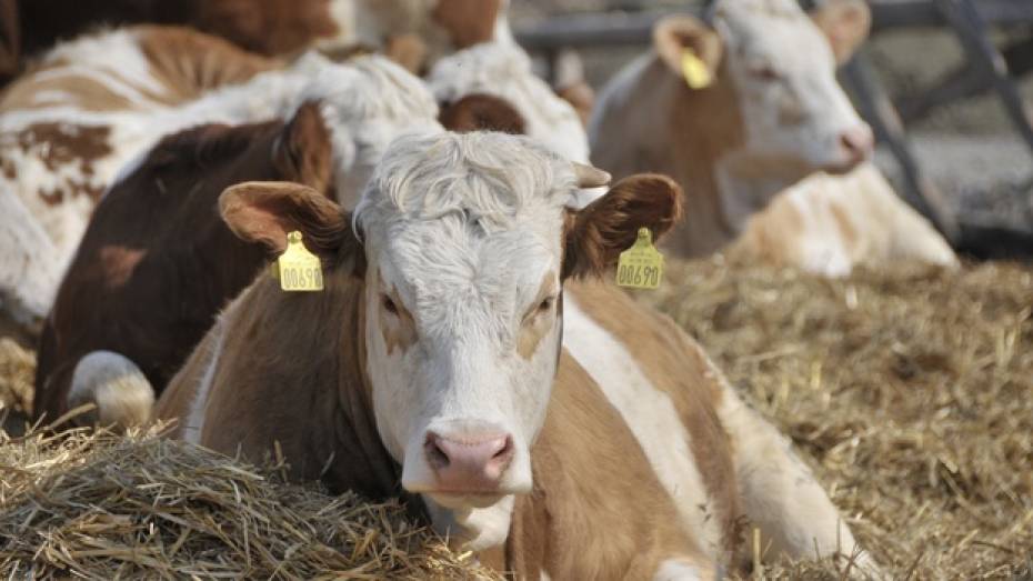 Строительство биржи скота в Воронежской области начнется в этом году