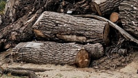 В Воронежской области браконьер вырубил 10 деревьев
