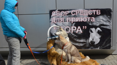 Воронежские зоозащитники раздадут валентинки с изображением собачьих лап