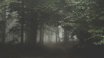 «Заблудилась и выбраться не могу»: полицейские спасли женщину, которая ушла за грибами и потерялась