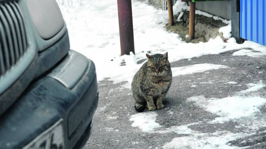 В Воронежской области водитель снес опору ЛЭП ради кошки