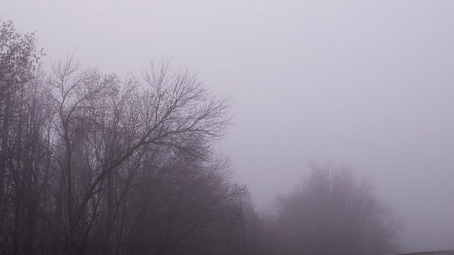 В Воронежской области продлили желтый уровень погодной опасности: ожидается туман