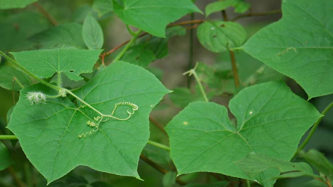 Воронежцев предупредили о растущем на 3 м в неделю опасном сорняке