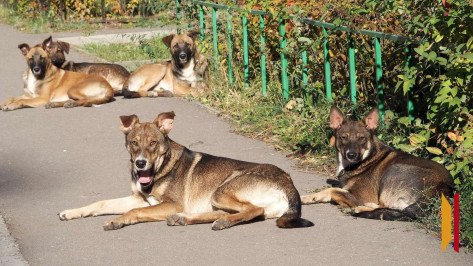 В Тепличном на жительницу Воронежа напали бродячие собаки