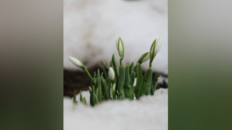 Воронежцы поделились фото первых подснежников