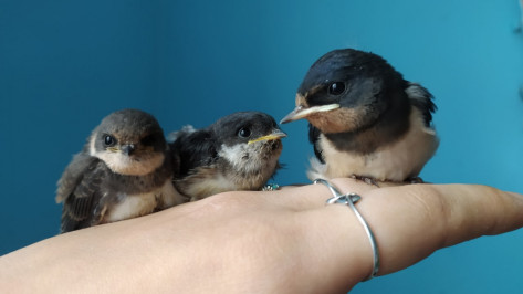 В Воронежской области спасли 30 птенцов береговых ласточек