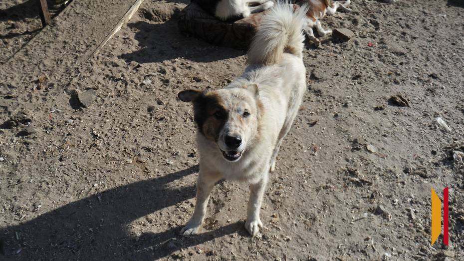 В Воронеже стая собак сбила с ног и искусала девушку