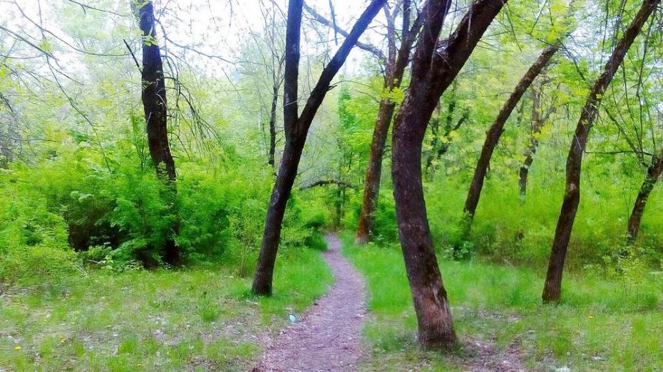 В Семилукском районе восстановят 2 парка и сделают купель