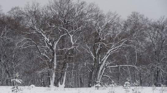 Женщина, задушенная сожителем в Листопадовке, мечтала о третьем ребенке