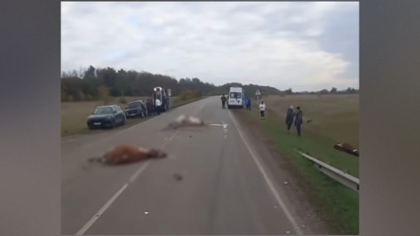 На воронежской трассе в Таловском районе 44-летний мужчина на грузовике сбил стадо коров: видео