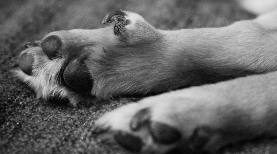 Щенка выбросили из окна многоэтажки в Воронеже