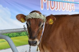 Воронежстат: в регионе увеличили производство мяса и молока