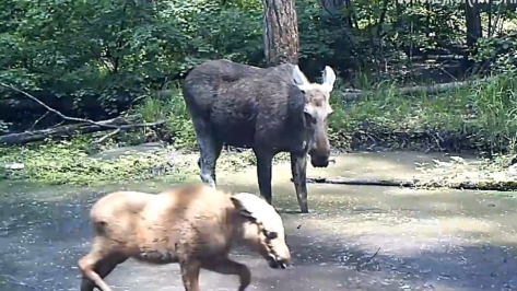 Резвящиеся у водоема лосята попали в фотоловушку Воронежского заповедника