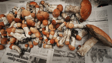 Полсотни за неделю. Воронежцы побили осенние рекорды отравлений грибами