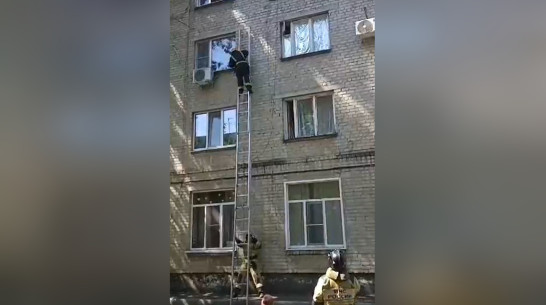 В воронежском Павловске сняли на видео спасение кота, застрявшего на окне