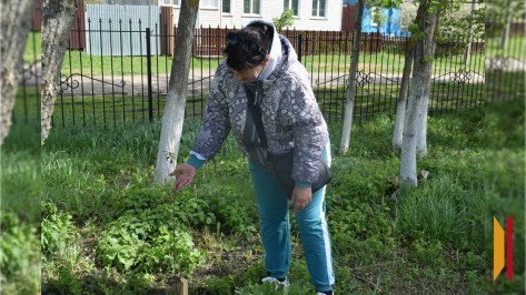 Активисты воронежского ТОСа «Карачанка» высадили саженцы дубов в честь 80-летия Победы