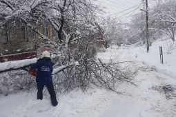 Воронежцы подали спасателям 137 сигналов об упавших деревьях
