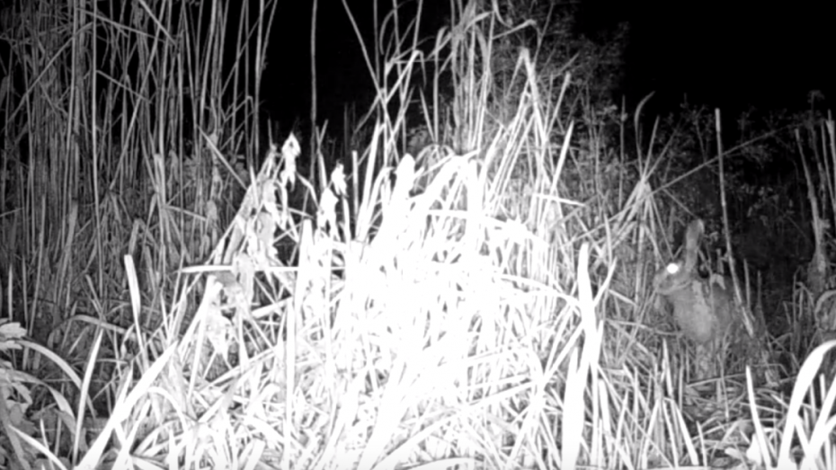 В фотоловушку заповедника в Воронежской области попали косуля и заяц
