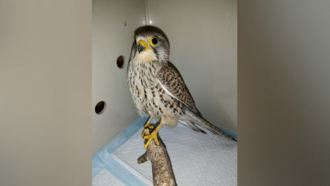 В Воронеже два сокола подрались и попали к волонтерам