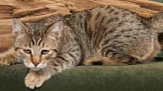 Кот самой редкой в Воронеже породы  - пиксибоб - стоит 70 тысяч рублей