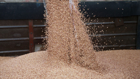 Глава Воронежской области: ожидаемый урожай зерна покроет нужды региона и обеспечит поставки на экспорт