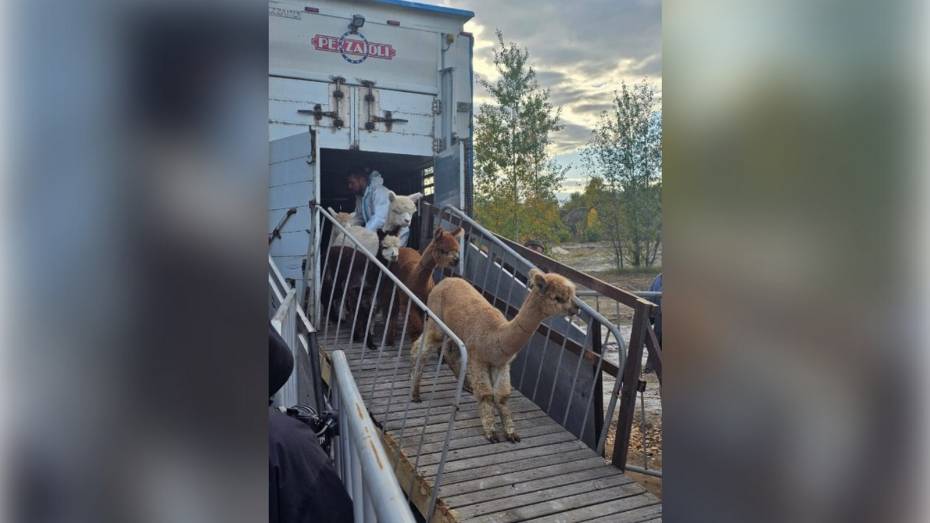 В Воронежскую область из Чили приехали 250 альпак