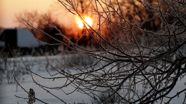 Штормовое предупреждение из-за аномальных морозов объявили в Воронежской области