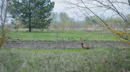 Гуляющего вдоль дороги фазана заметили в Лискинском районе