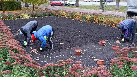 В Воронеже высадят 86 тыс тюльпанов