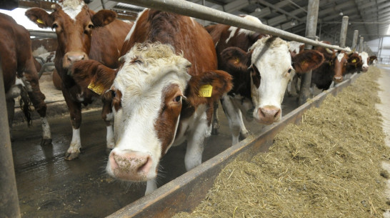 В Воронежской области в развитие молочного скотоводства дополнительно вложат 266 млн рублей