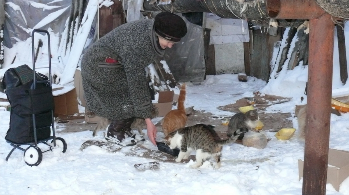 Снег голодный. Подкармливать бездомных животных. Кормление бездомных кошек. Бродячие животные зима. Бездомные коты зимой.