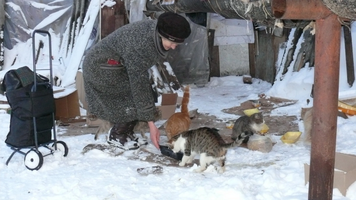 Кормит умершая. Бабушка кормит котов. Кормление бездомных животных зимой. Подкармливают бездомных животных зимой. Бабушка кормит бездомных кошек.