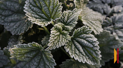 Воронежцев ждут холодные и сухие выходные